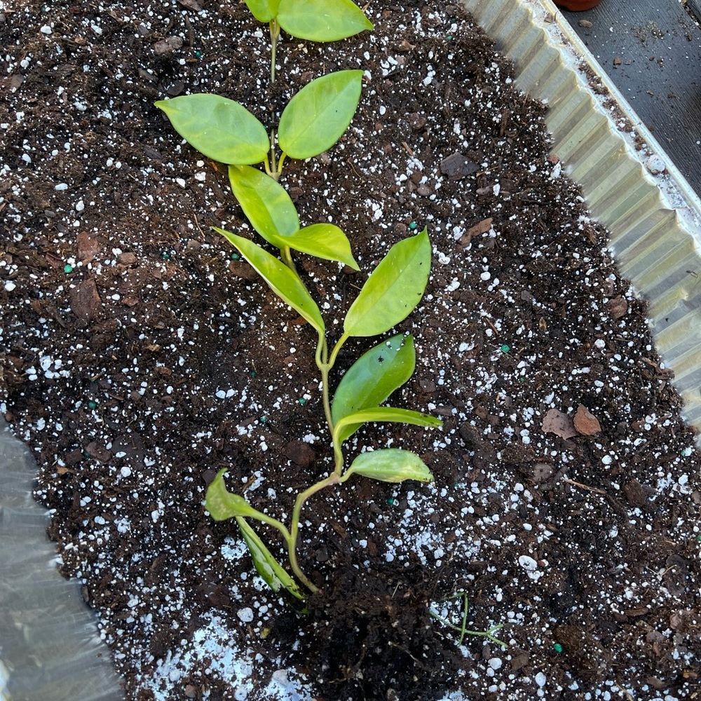 Hoya